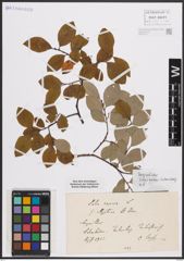 Foto von Salix caprea L.